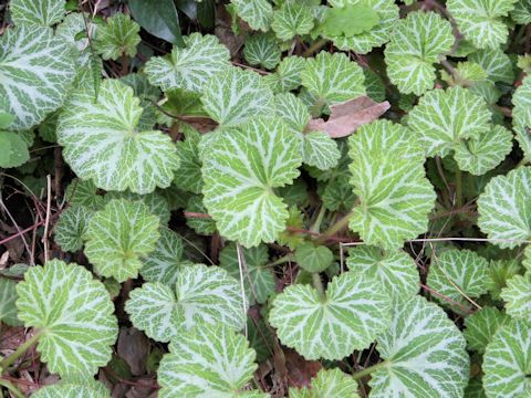 Saxifraga stolonifera