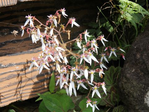 Saxifraga stolonifera