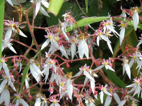 Saxifraga stolonifera