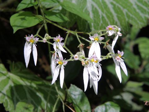 Saxifraga stolonifera