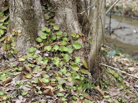 Saxifraga stolonifera