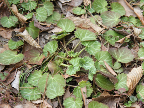 Saxifraga stolonifera