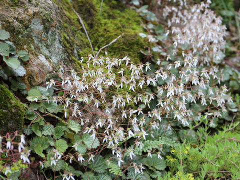 Saxifraga stolonifera