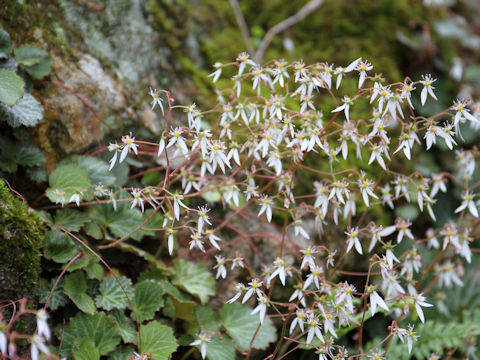 Saxifraga stolonifera