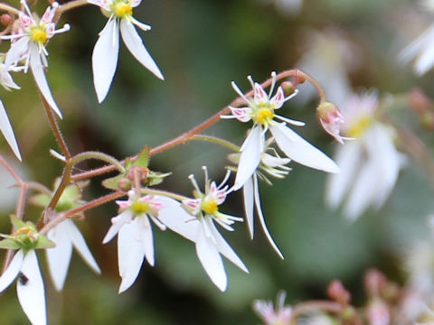 Saxifraga stolonifera