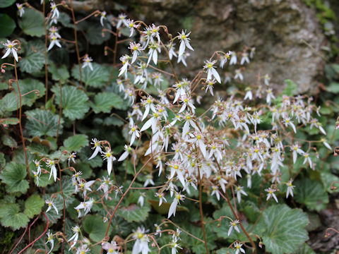 Saxifraga stolonifera