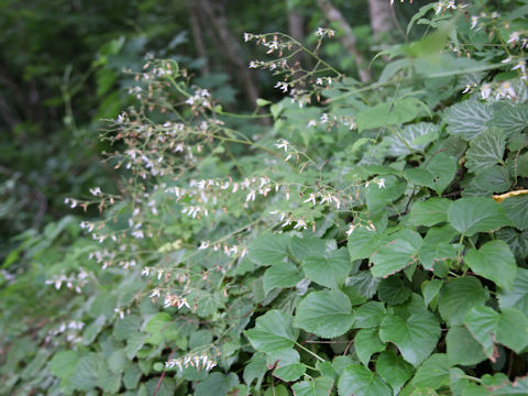 Saxifraga stolonifera