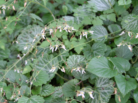 Saxifraga stolonifera