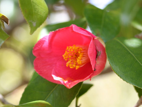 Camellia japonica var. decumbens