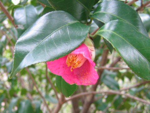 Camellia japonica var. decumbens