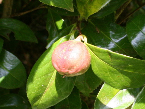 Camellia japonica var. decumbens