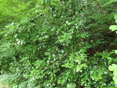 Camellia japonica var. decumbens