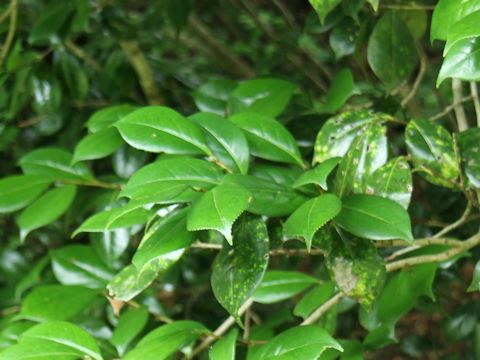 Camellia japonica var. decumbens