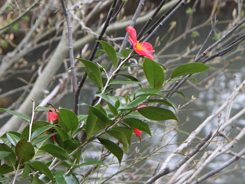 Camellia japonica var. decumbens