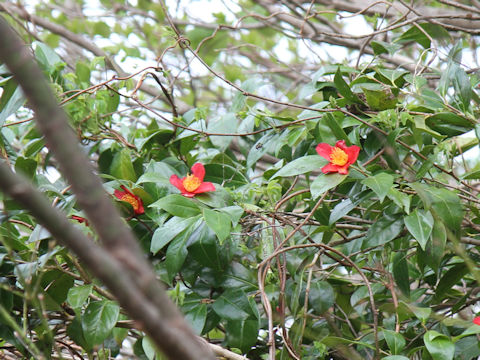 Camellia japonica var. decumbens