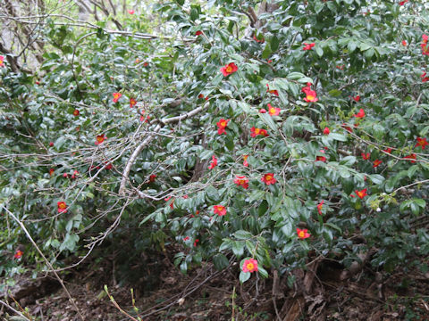 Camellia japonica var. decumbens