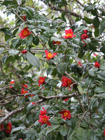 Camellia japonica var. decumbens