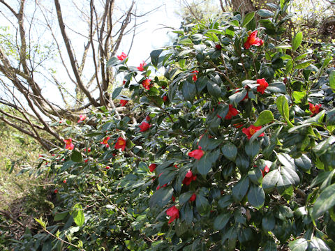 Camellia japonica var. decumbens