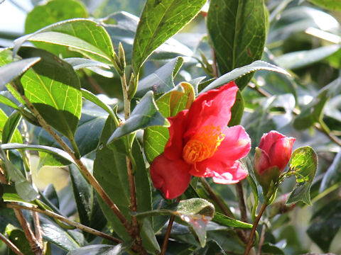 Camellia japonica var. decumbens