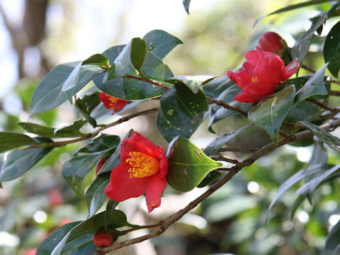 Camellia japonica var. decumbens