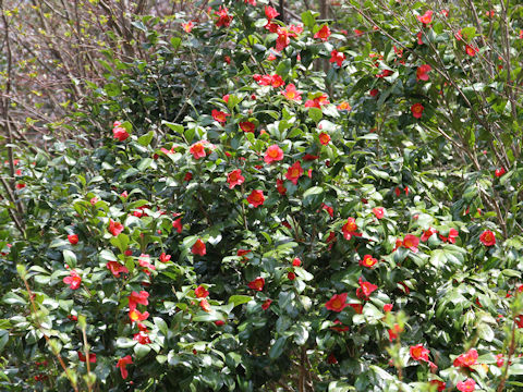 Camellia japonica var. decumbens