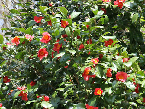 Camellia japonica var. decumbens