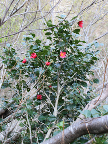 Camellia japonica var. decumbens