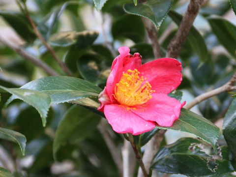 Camellia japonica var. decumbens