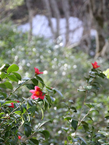 Camellia japonica var. decumbens