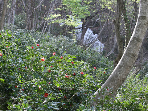 Camellia japonica var. decumbens