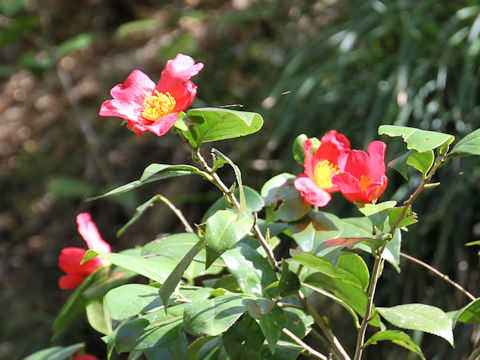 Camellia japonica var. decumbens