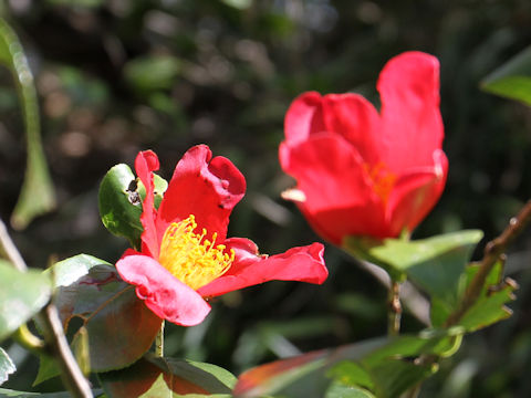 Camellia japonica var. decumbens