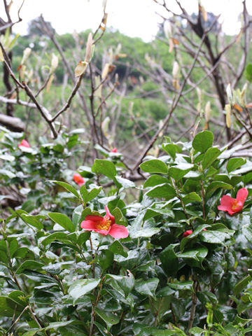 Camellia japonica var. decumbens