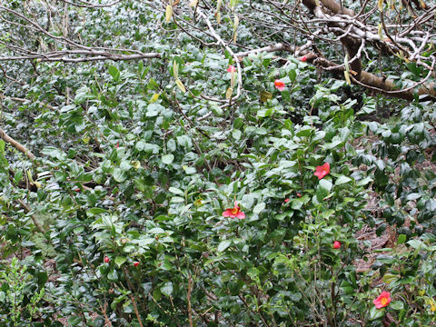 Camellia japonica var. decumbens