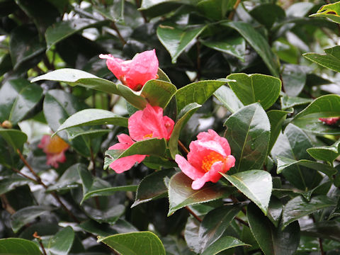 Camellia japonica var. decumbens