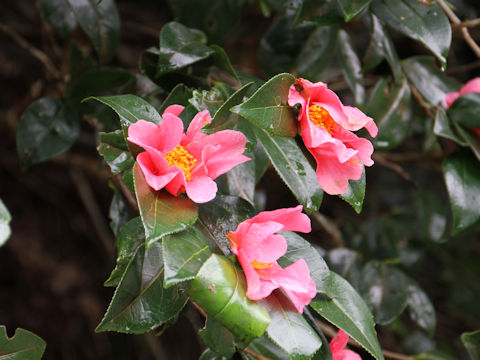 Camellia japonica var. decumbens