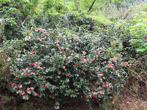 Camellia japonica var. decumbens