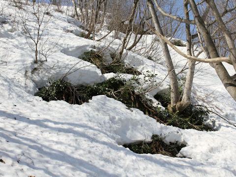 Camellia japonica var. decumbens