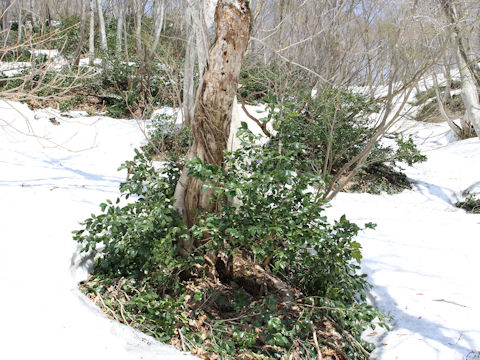 Camellia japonica var. decumbens