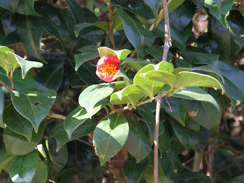 Camellia japonica var. decumbens