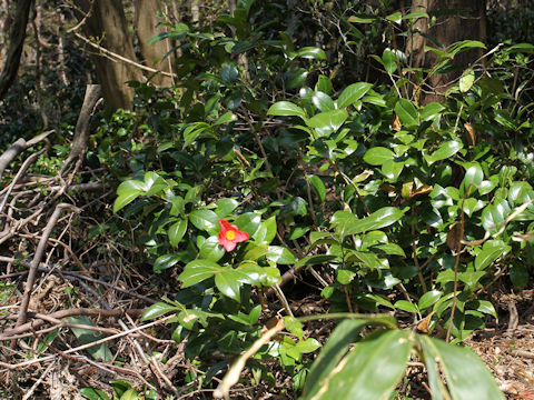 Camellia japonica var. decumbens