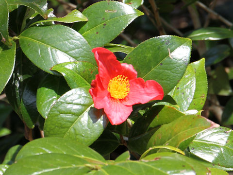 Camellia japonica var. decumbens