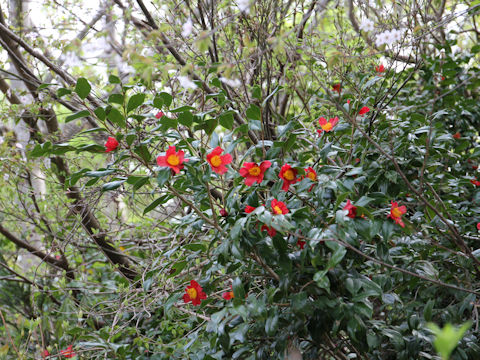 Camellia japonica var. decumbens