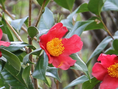 Camellia japonica var. decumbens