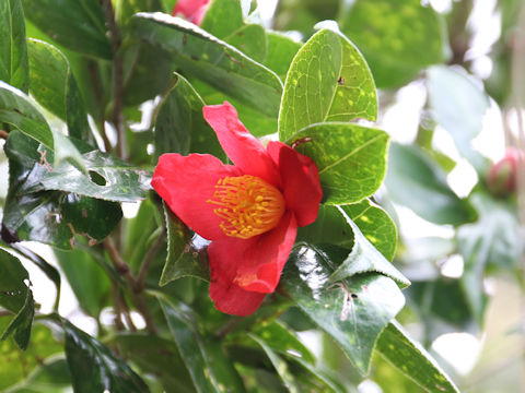 Camellia japonica var. decumbens