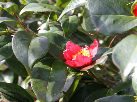 Camellia japonica var. decumbens