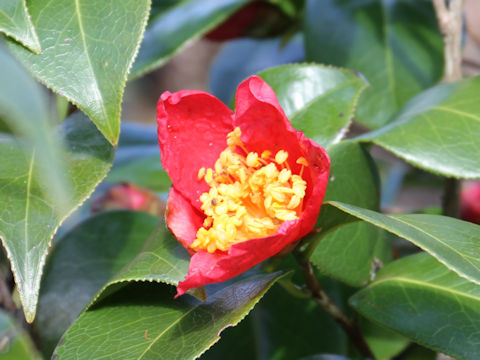 Camellia japonica var. decumbens