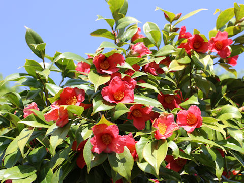 Camellia japonica var. decumbens