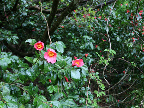 Camellia japonica var. decumbens