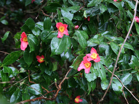 Camellia japonica var. decumbens